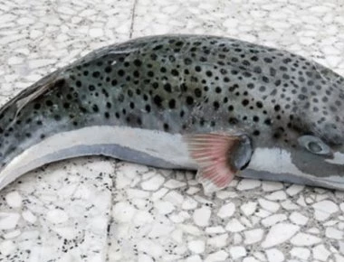 Κρήτη: Ψαράδες καταστρέφουν τα σκάφη τους για να πάρουν αποζημίωση και να γλιτώσουν από τα λαγόψαρα!